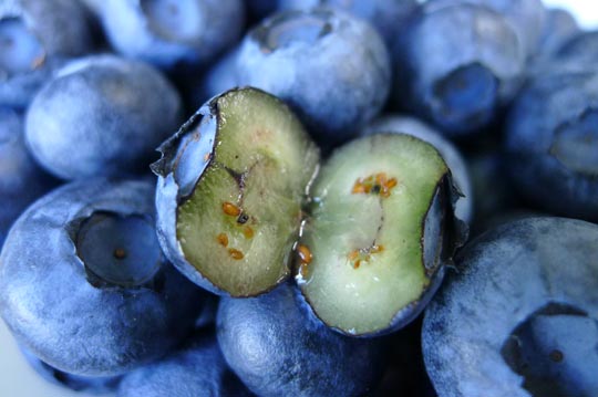 采的新鲜蓝莓, 圆鼓鼓的果型每颗都好漂亮,切开来看得到qq果肉和水分