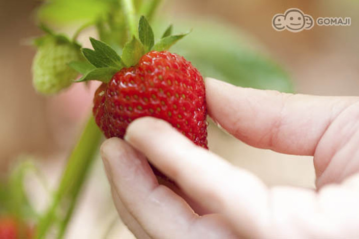 苗栗-薄霧館樓中樓民宿