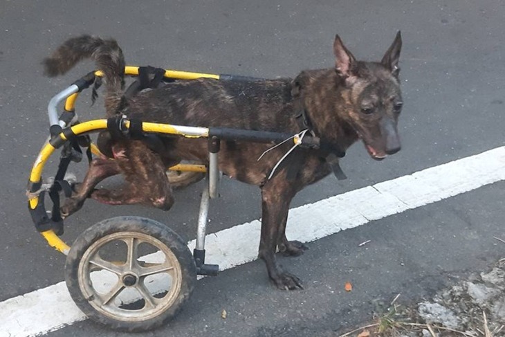 浪愛前行-新北狗園毛孩飼料捐助