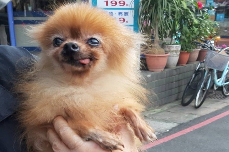 浪愛前行-新北狗園毛孩飼料捐助