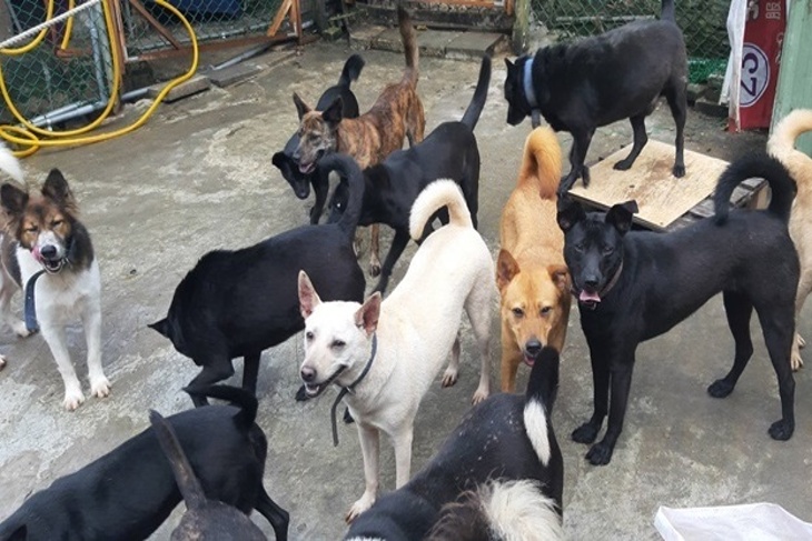 浪愛前行-新北狗園毛孩飼料捐助