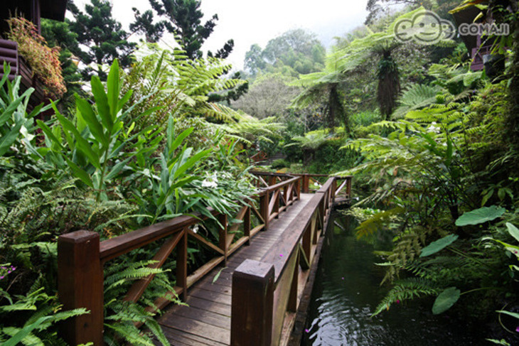溪頭-新明山木屋渡假村
