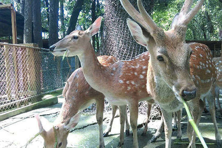 屏東-8大森林魔法樂園