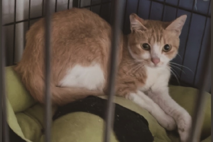 浪浪救命丹！支持花蓮浪貓狗保健品