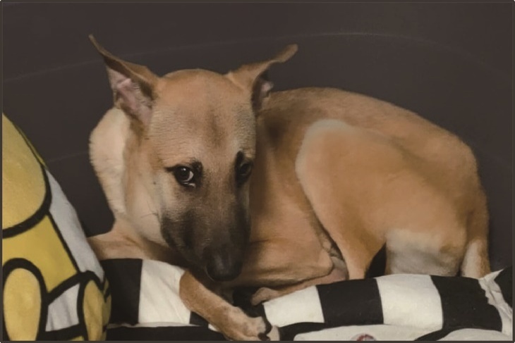 浪浪救命丹！支持花蓮浪貓狗保健品