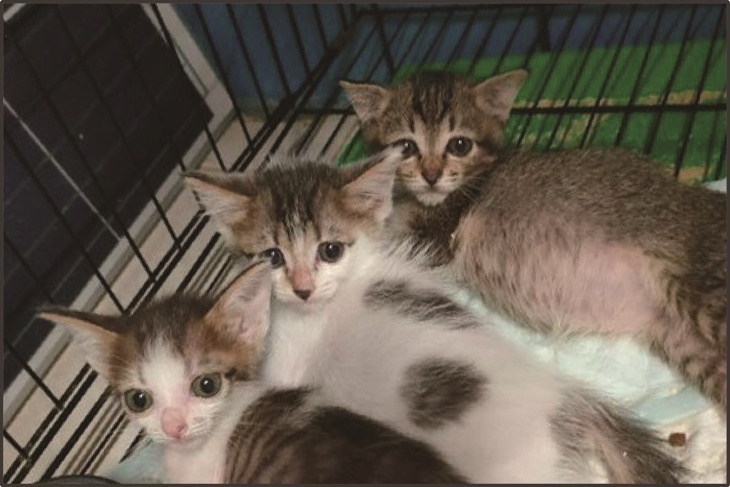 浪浪救命丹！支持花蓮浪貓狗保健品