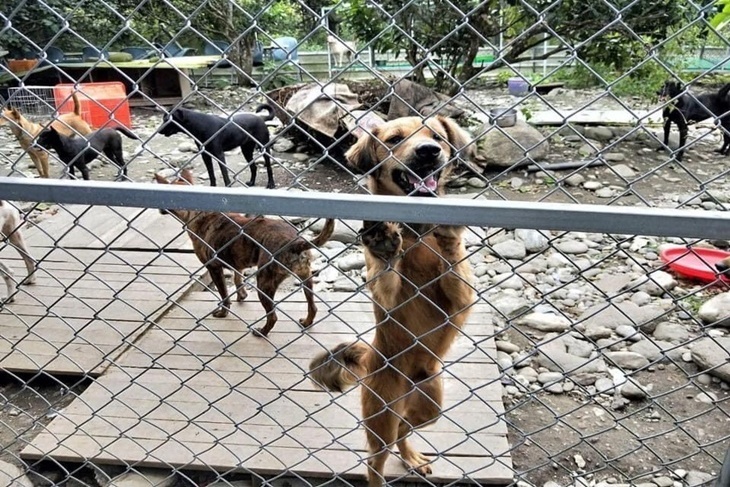 花蓮流浪動物避風港