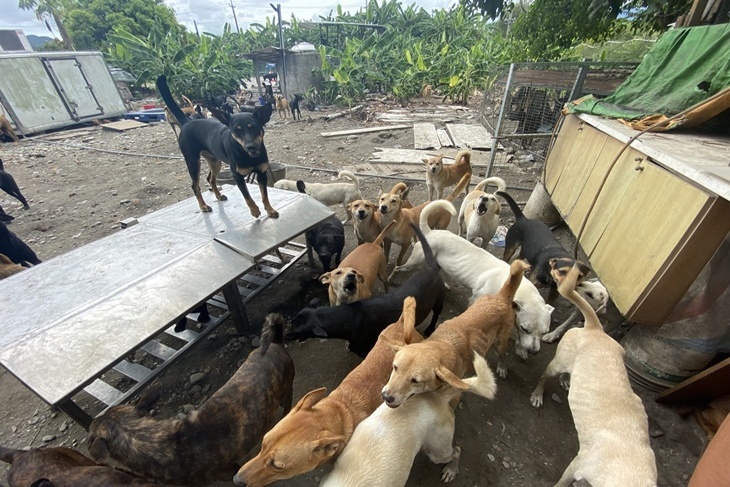 花蓮流浪動物避風港