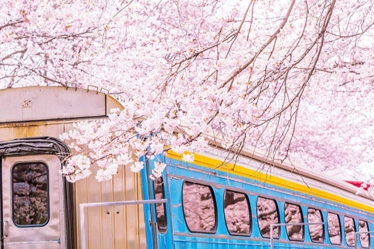 韓國-鎮海軍港節櫻花季慶典一日遊(首爾出發)