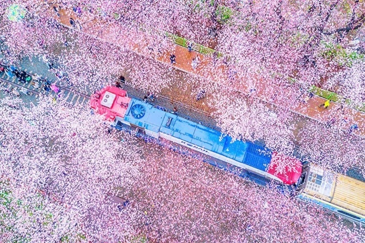 韓國-鎮海軍港節櫻花季慶典一日遊(首爾出發)