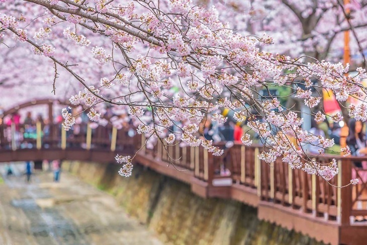 韓國-鎮海軍港節櫻花季慶典一日遊(首爾出發)