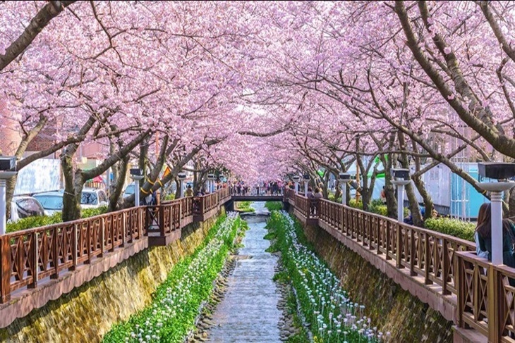 韓國-鎮海軍港節櫻花季慶典一日遊(首爾出發)