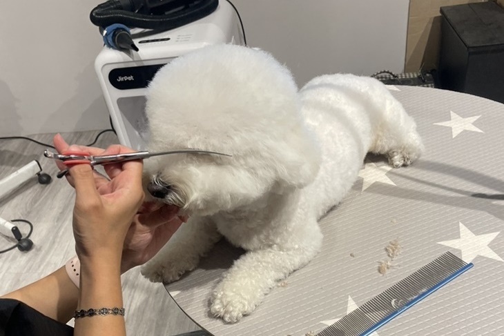 無理寵物造型所
