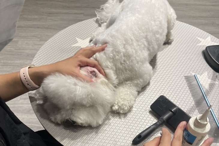 無理寵物造型所