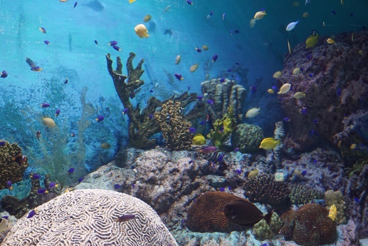 首爾-COEX水族館門票