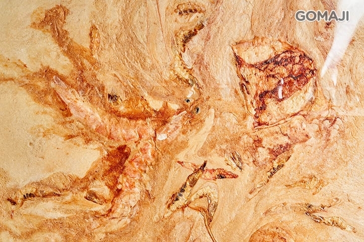 喜大海鮮化石餅