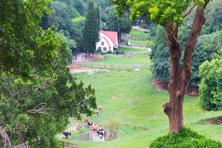 【夠麻吉X農遊超市】苗栗飛牛牧場
