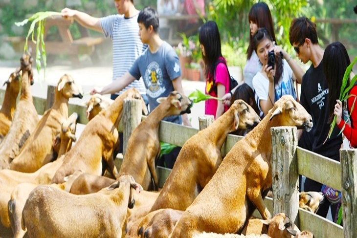 【夠麻吉X農遊超市】苗栗飛牛牧場