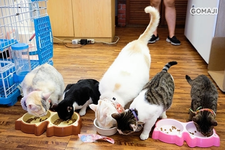 貓老闆咖啡(貓咪主題餐廳)