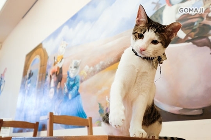 貓老闆咖啡(貓咪主題餐廳)