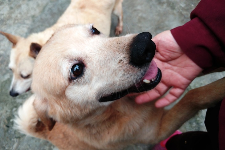 一起夢想－毛孩與我