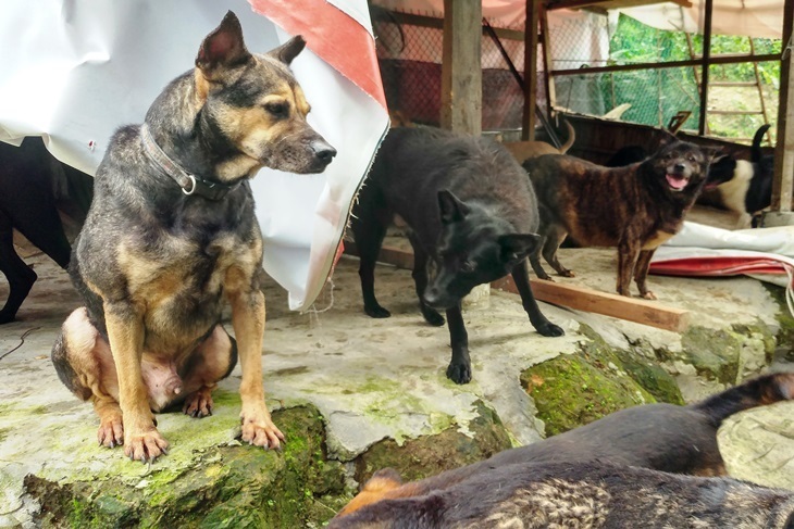 一起夢想－毛孩與我