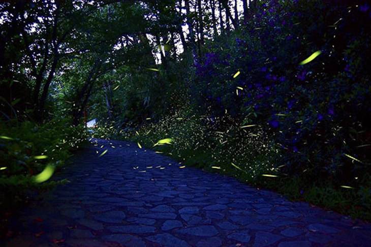 苗栗大湖-鍾鼎山林