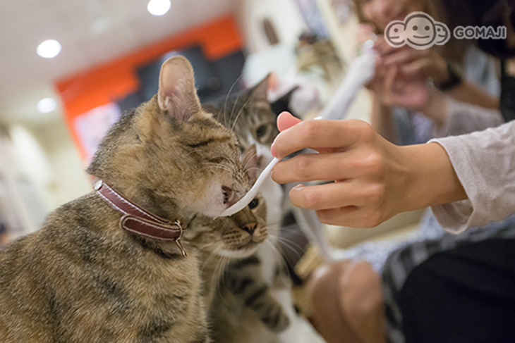 貓藝家療癒茶館 Cat Art Home