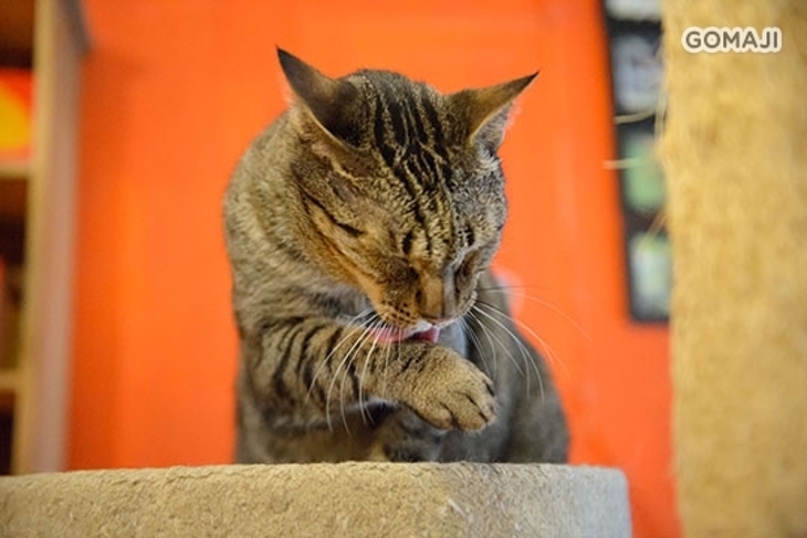 貓藝家療癒茶館 Cat Art Home