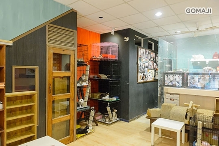 貓藝家療癒茶館 Cat Art Home