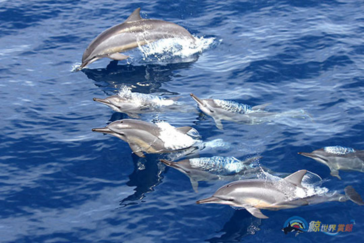 花蓮-鯨世界賞鯨