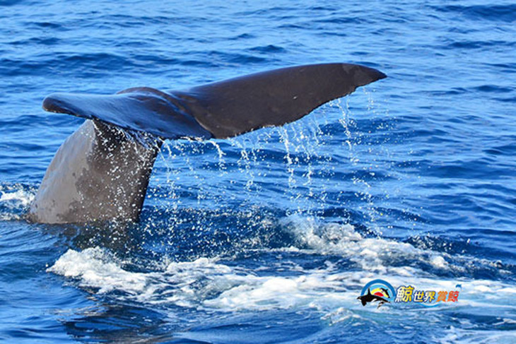 花蓮-鯨世界賞鯨