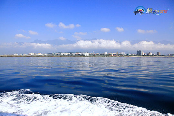 花蓮-鯨世界賞鯨
