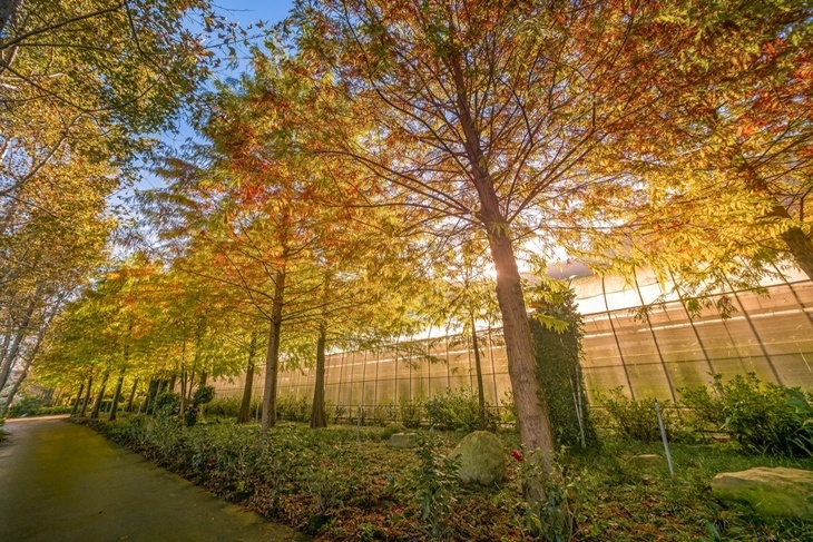 【夠麻吉X農遊超市】南投楓樺台一渡假村