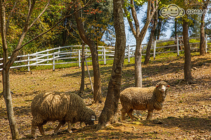 桃園-綠光森林富野綿羊牧場