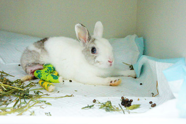 一起夢想－拯救兔兔大作戰