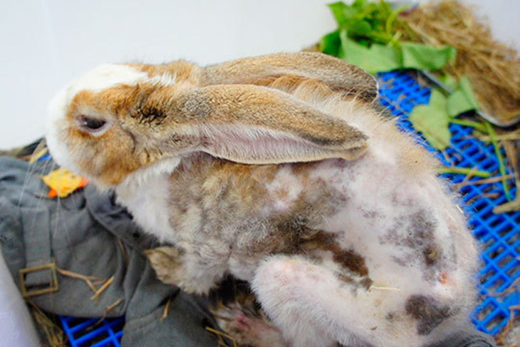 一起夢想－拯救兔兔大作戰