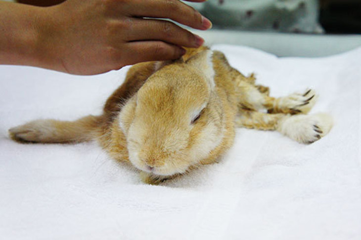 一起夢想－拯救兔兔大作戰