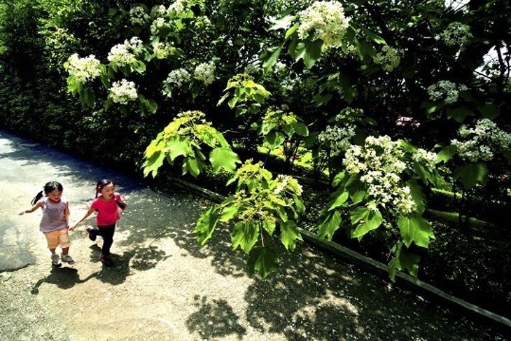 苗栗-香格里拉樂園(桐花度假山莊)