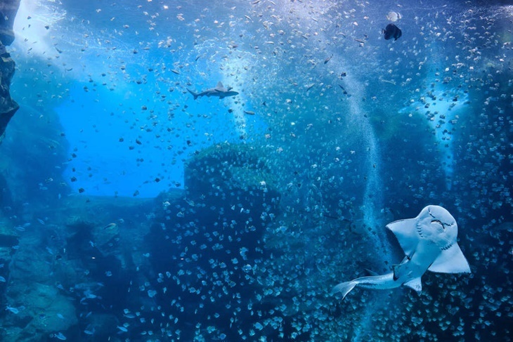 【Xpark水族館】單人套票