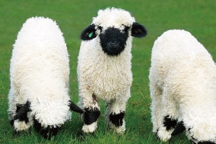 南投埔里-水与松萌萌園