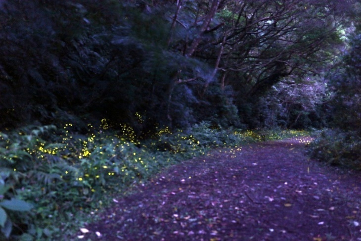 馥森 里山