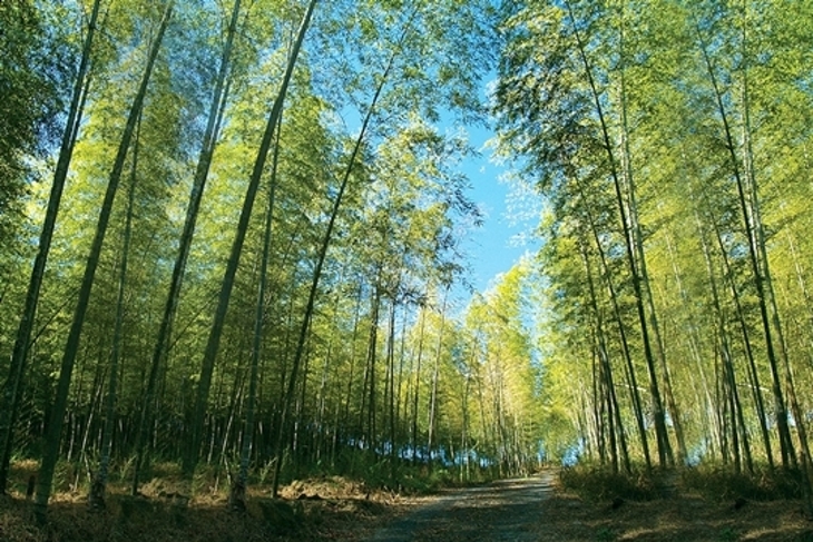 溪頭-米堤大飯店