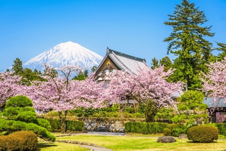 日本-東京賞櫻一日遊(御殿場 Outlets、忍野八海、河口湖櫻花會場)
