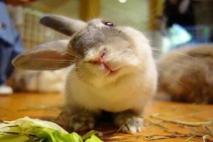 浪兔健康大作戰，支持44隻老兔年度健檢