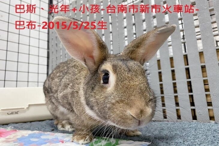 浪兔健康大作戰，支持44隻老兔年度健檢