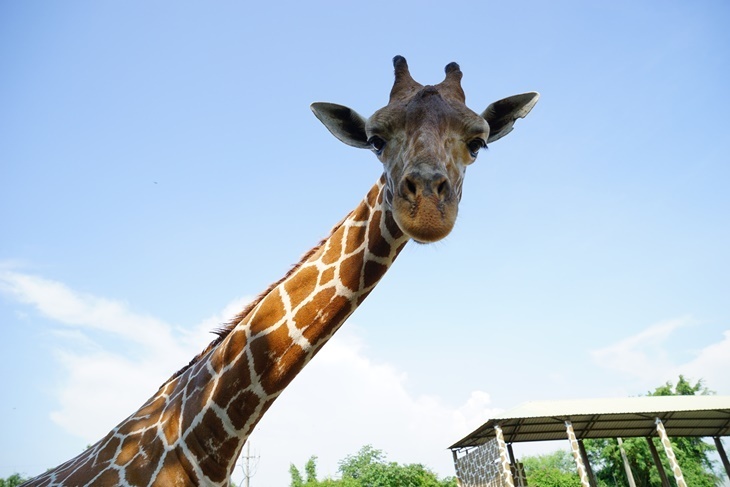 台南-頑皮世界動物園