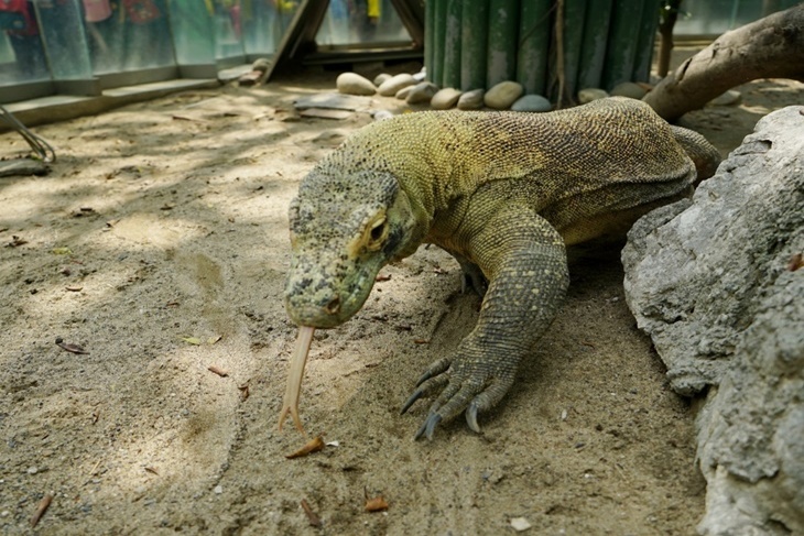 台南-頑皮世界動物園