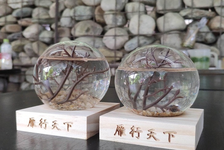 蝦兵蟹將大作戰