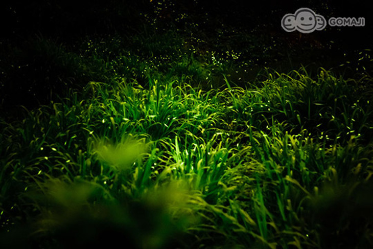 台中-奇異果快捷旅店(成功店)